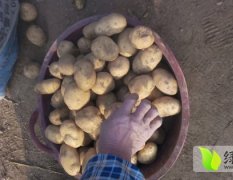 荷兰十五土豆种滕州界河生经理