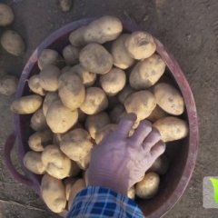 荷兰十五土豆种滕州界河生经理