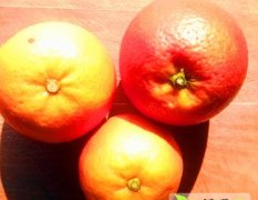2014东坡脐橙，塔罗科血橙速来抢购