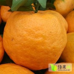 2014东坡柑橘俏销大江南北