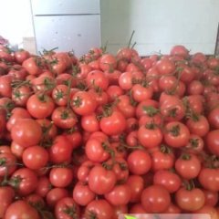 山东费县硬粉西红柿