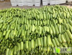 山东临淄绿盛西葫芦现以大量上市
