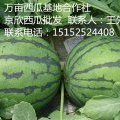 魏集镇是著名的“西瓜之乡”