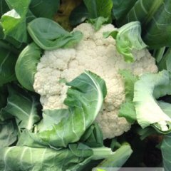 江苏海门白面青梗松花菜菜花价格行情平稳