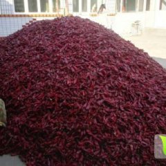 山西忻府北京红辣椒口感爽口