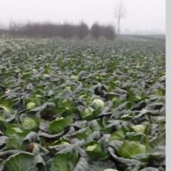 湖北沙洋牛心甘蓝火爆招商中