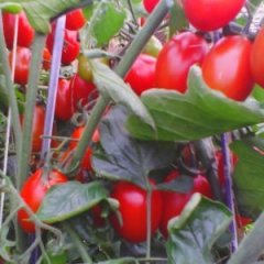 青岛平度旧店镇祝沟优质大棚圣女果