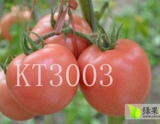 山东寿光凯特种业KT3003西红柿