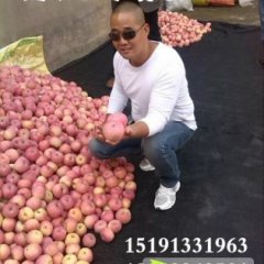 2015大荔梨现在订货有惊喜