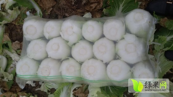 2015年湖南君山青杂三号价格