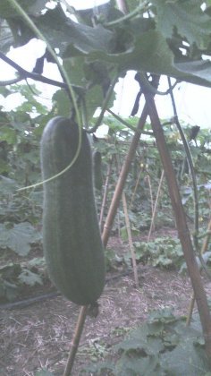 本地铁冠军冬瓜，全施家畜粪肥