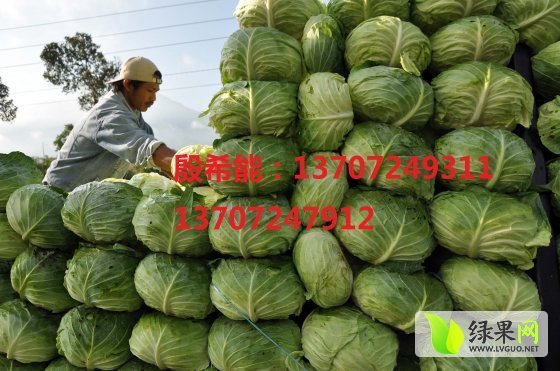 2015年湖北嘉鱼荷兰皮球价格