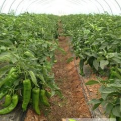 福建晋江石狮市301辣椒