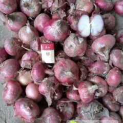 聊城二红洋葱耐储存