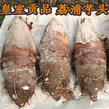 2015批发荔浦县荔浦芋头 成品 种子价格优惠
