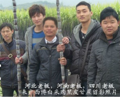 广西博白黑皮果蔗甘蔗名扬天下