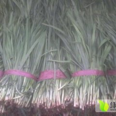 富生韭菜红根宽叶聊城最大的韭菜基地