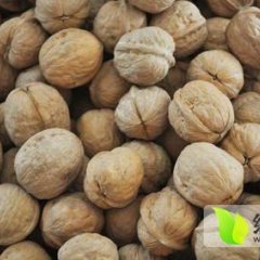 优质干核桃现在上市