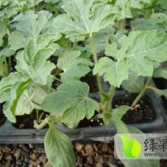 供应金宝西瓜嫁接苗