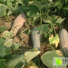 2015海南东方市出售大量密本南瓜