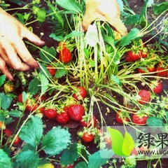 四季草莓种苗 美德莱特