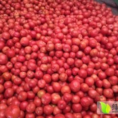 山东硬粉西红柿大量上市