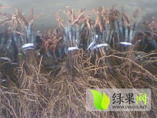 2015年陕西大荔葡萄苗户太八号价格