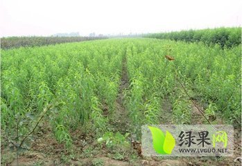 2015年陕西大荔郑三、红不软价格