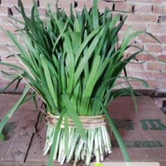 山东莘县汉中韭王韭菜价格行情平稳