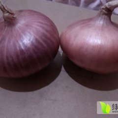 2015东昌府洋葱抓住商机无限