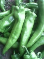 滦南辣椒著名品种 5月份大量供应