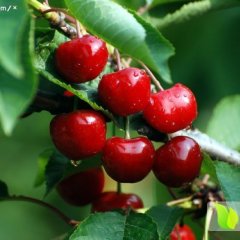 全国范围内求购樱桃，桑葚