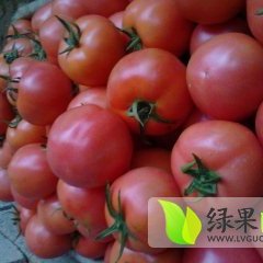 费县胡阳镇姚国全供应西红柿