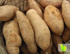 山东肥城烤红薯著名品种