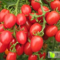 莘县圣女果快大量上市