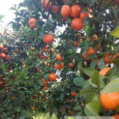 鹿寨四排韦向明1月沙糖桔