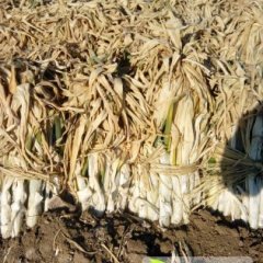 寿光侯镇李金龙11月长白大葱