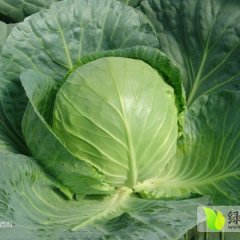 山东莒南甘蓝质量上乘