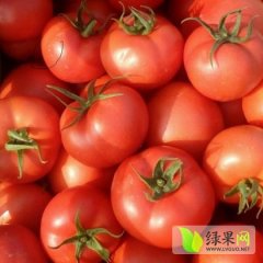 禹城西红柿口感爽口,市中窦其周诚信合作