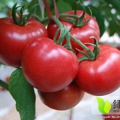 岱岳西红柿产销两旺,房村王建磊诚信合作