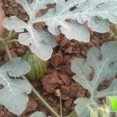 泗水大棚“西瓜苗”，中小棚幼苗供应