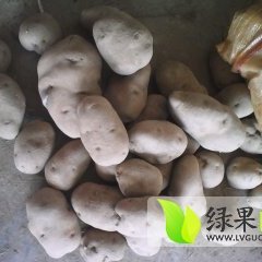 我处青薯9号已大量上市 品质佳 形状好