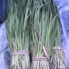 甘州韭菜叶子绿根子粗