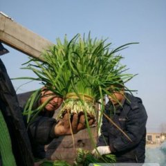 2016莘县韭菜抓住商机无限