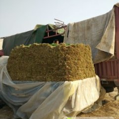 大棚韭菜上市，量大，