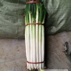 山东平度铁杆大葱：张戈庄梁丽颖