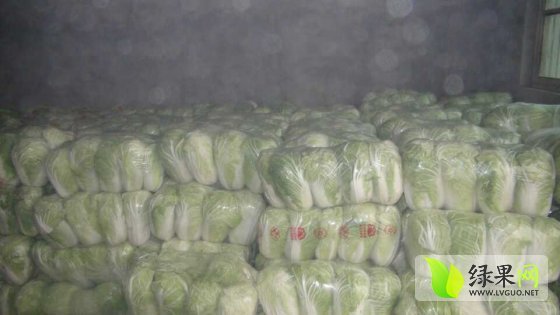 2015年陕西华县青杂三号价格