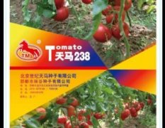 天马238番茄种子