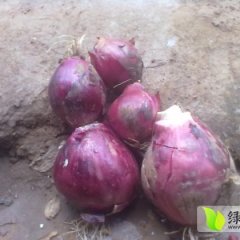 2015太谷洋葱走过路过不要错过