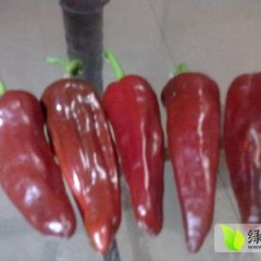 山西太谷北京红辣椒名扬天下
